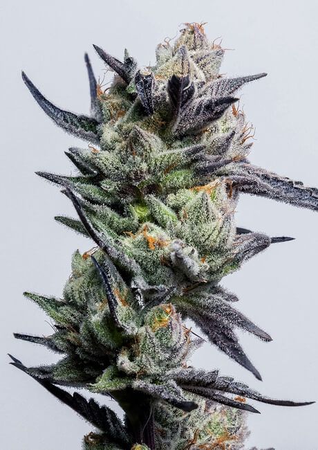 Huckleberry Punch - FEM 6pk