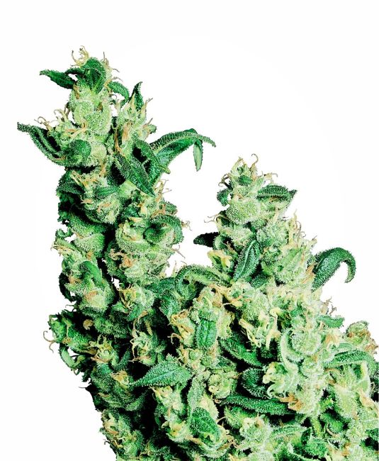 Jack Herer - FEM 5pk