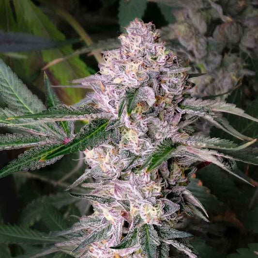 Kaleidozoap - FEM 6pk
