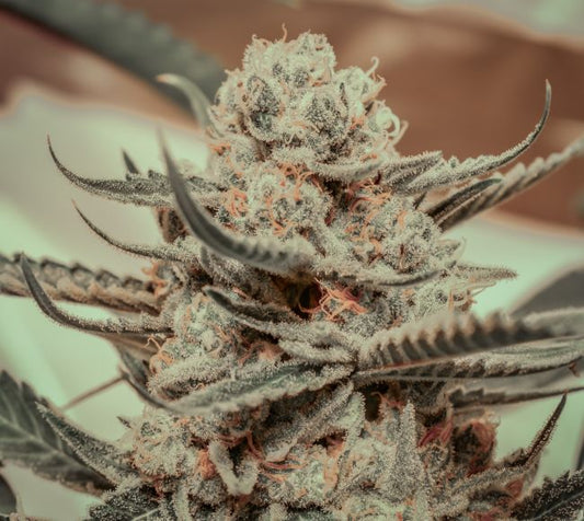 Killer Queen - FEM 3 Seeds