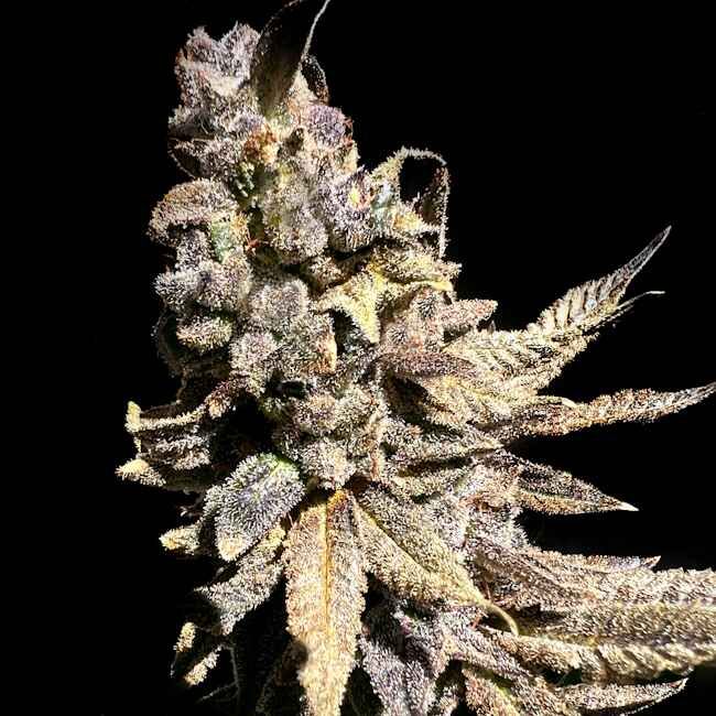 Kongzilla - FEM 6pk