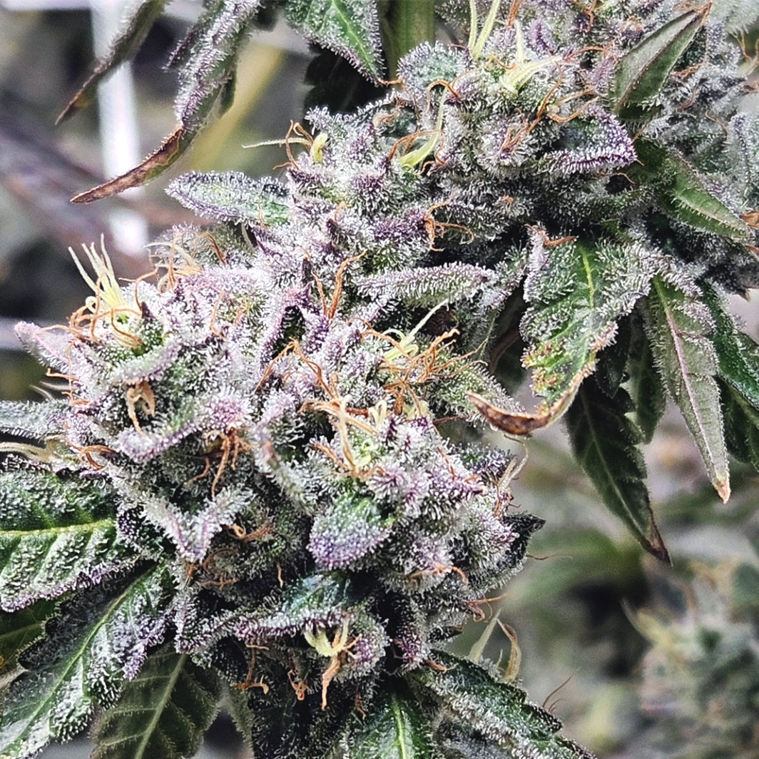 Kongzilla - FEM 6pk