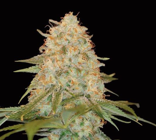 LA Chocolat - FEM 5 pack