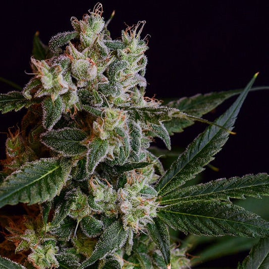 Laotian OG - REG 11 pack