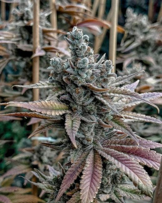 Lemon Elixir - FEM 6 pack
