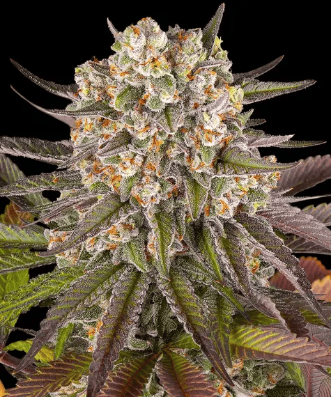 Limoncello - FEM 5 pk