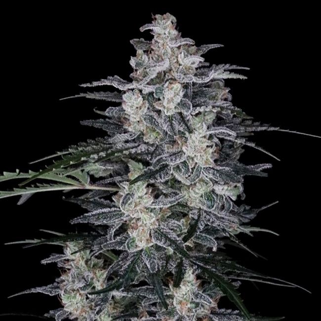 MacNana - AUTO - FEM 5 pack