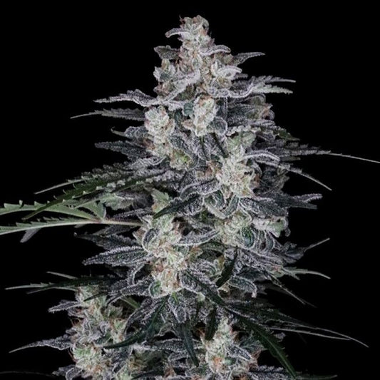 MacNana - AUTO - FEM 5 pack