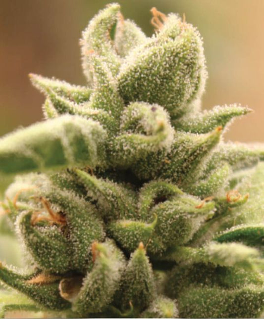 Mango Sherbet - FEM 5pk