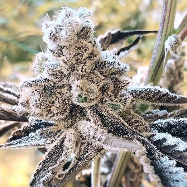 Masterpiece - Fem 3 Seeds