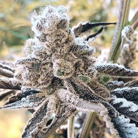 Masterpiece - Fem 3 Seeds