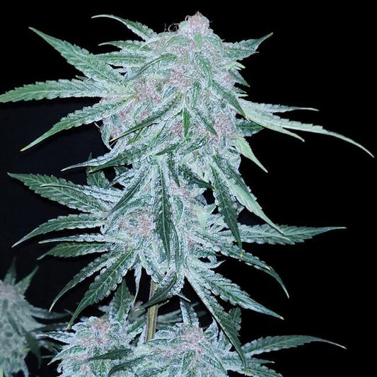 Midnight Bessie - AUTO - FEM 6pk