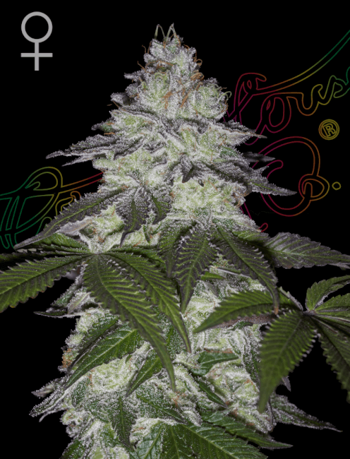Milky Dreams - FEM 5pk