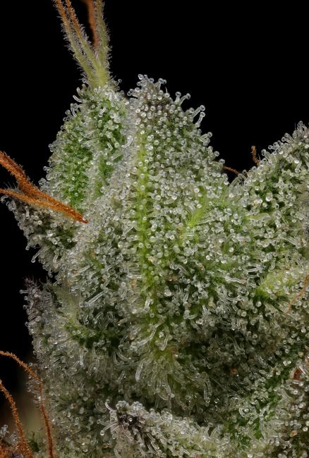 Northern Lights OG - REG 11 pack