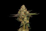 Northern Afghani Lights - REG 11 pack