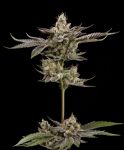 Northern Lemons - REG 11