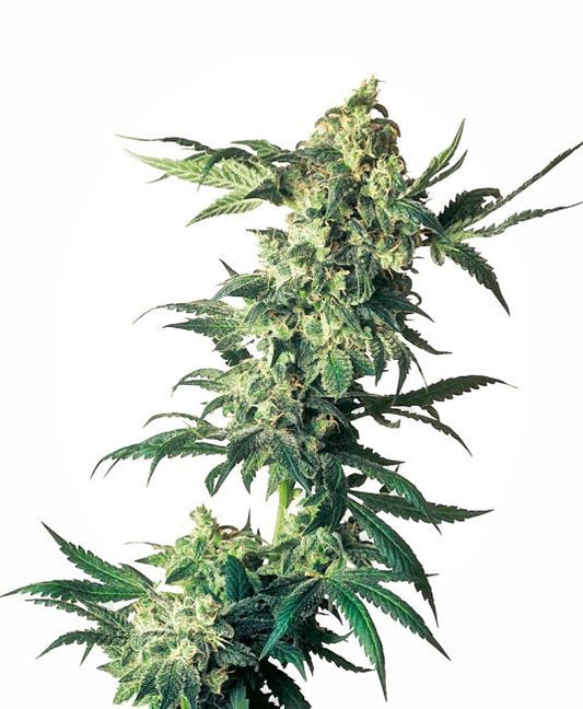 Northern Lights - FEM 5pk