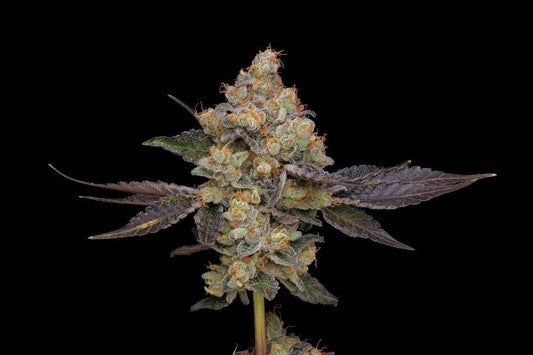 Northern Mints - REG 11 pack