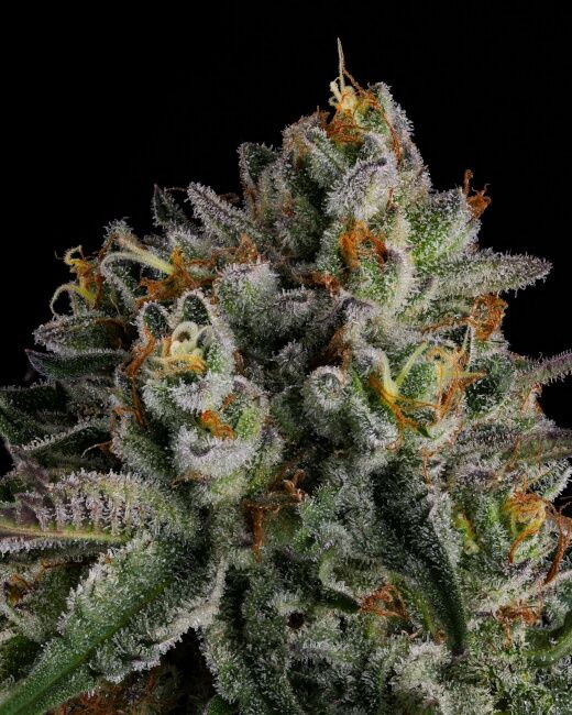 OC Oranges - FEM 7 Pack
