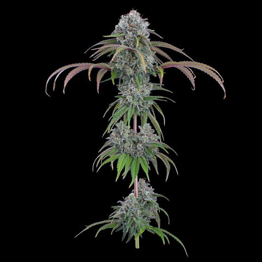Ocifer - FEM 9 Seeds