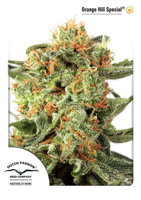 Orange Hill Special - FEM 5pk