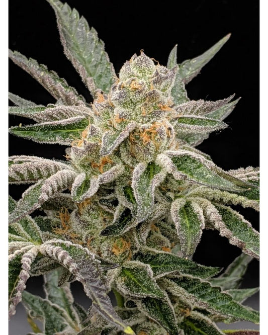 Pre98 Bubba BX2 - Fem 6pk