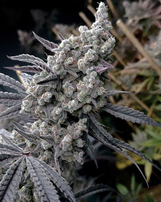 Pineapple Pucker - FEM 6 pack