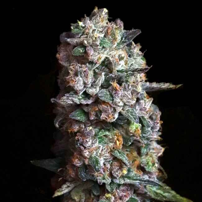 Pink Slurpee - FEM 6pk