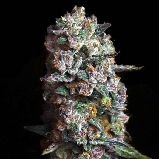 Pink Slurpee - FEM 6pk