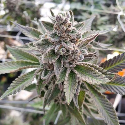 Platinum Garlic - FEM 6pk