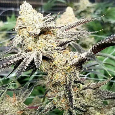 Platinum Scout V2 - FEM 6pk
