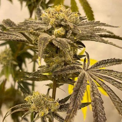 Platinumz - FEM - 6pk