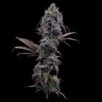 Princess Haze - FEM 3 Seeds