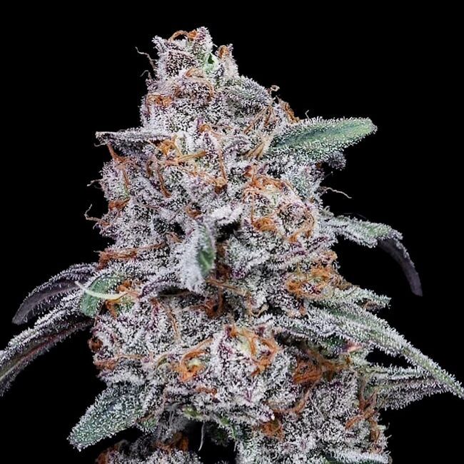 Purple People Eater - AUTO - FEM 5 pack