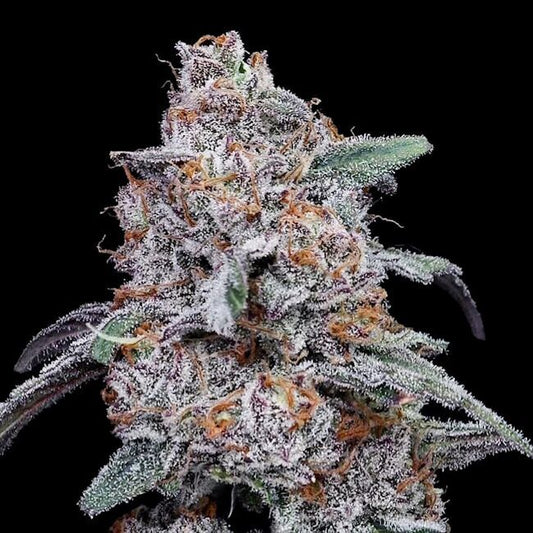 Purple People Eater - AUTO - FEM 5 pack