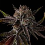 Purple Preserves - FEM 3 pack