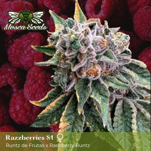 Razzberries S1 - FEM 6pk