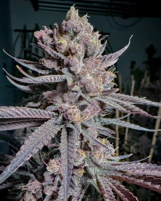 Ripe - FEM 6 pack