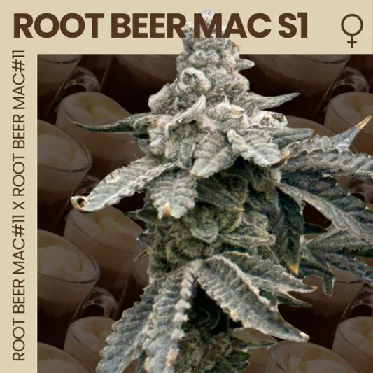 Root Beer Mac S1 - FEM 6pk