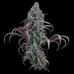 Rosetta Stone - FEM 3 Seeds