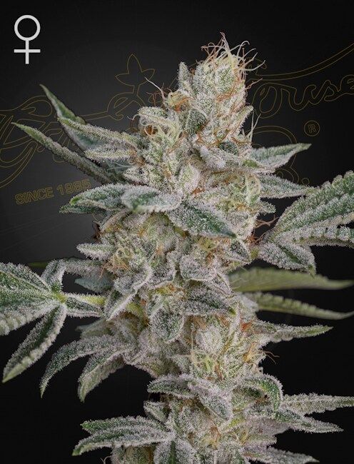 Super Lemon Haze X RS11 - FEM 5pk