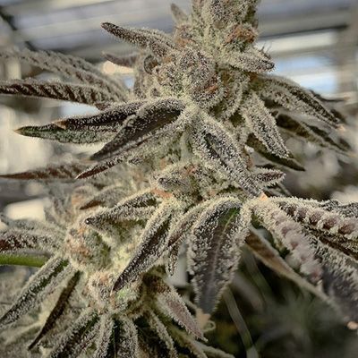 Slurricane IX - FEM 6pk