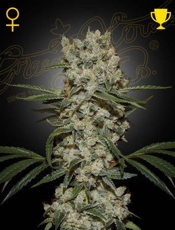 Super Silver Haze - FEM 5pk