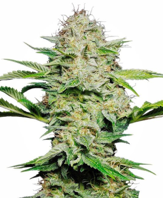 Sensi Skunk - Auto FEM 5pk