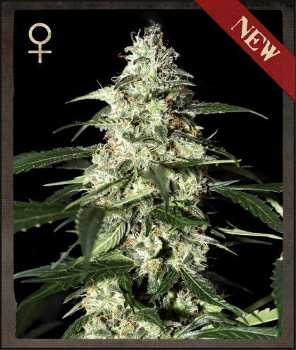 Skunk - AUTO FEM 5pk
