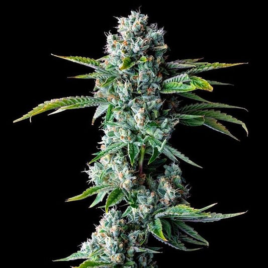 Skywalker Kush - REG 10 pack