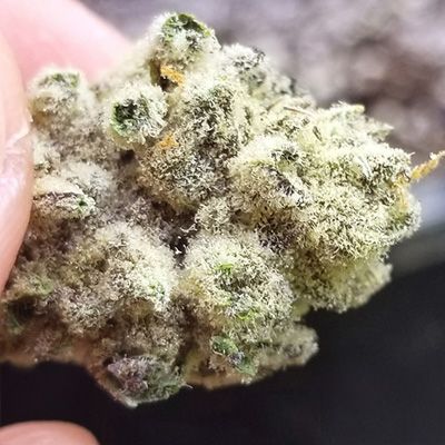 Slurricane IX - FEM 6pk