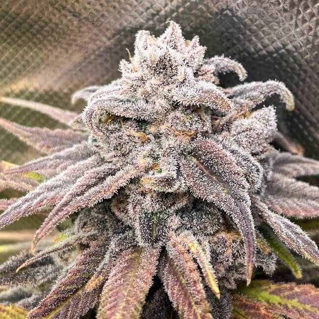 Snoop's Punch - FEM 6pk
