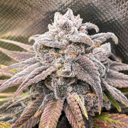 Snoop's Punch - FEM 6pk
