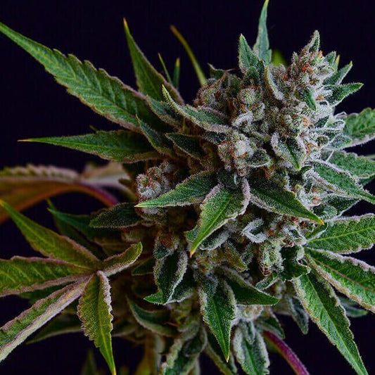 Sour Affie - REG 11 pack